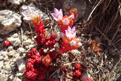 Sedum candolleanum