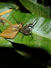 Gonyleptinae