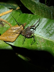 Gonyleptinae