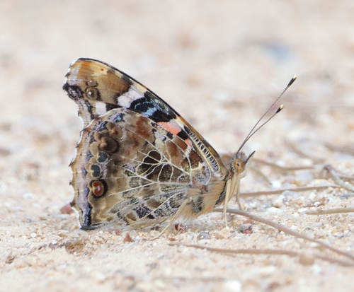 Indian Red Admiral