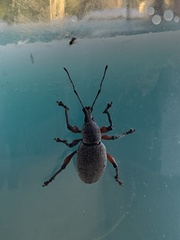 Otiorhynchus cardiniger