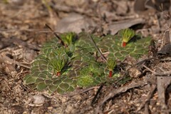 Stylidium maitlandianum