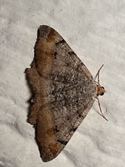 Macaria adonis