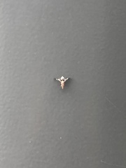 Delphinia picta