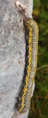 Lycia alpina