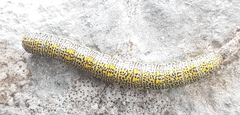 Lycia alpina