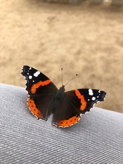 Vanessa atalanta
