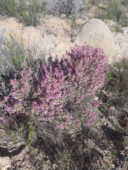 Erica melanthera