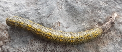 Lycia alpina