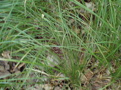 Carex brizoides