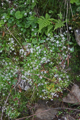 Micranthes stellaris robusta