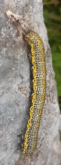 Lycia alpina