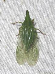 Rhynchomitra