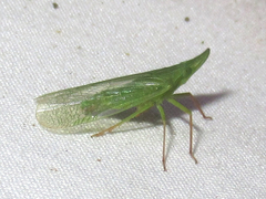 Rhynchomitra