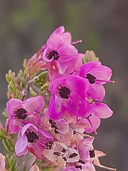 Erica melanthera