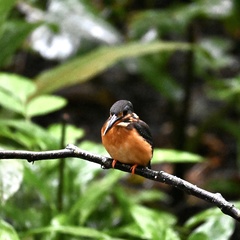 Alcedo peninsulae