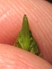 Rhynchomitra