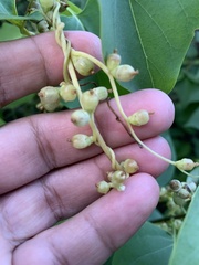Cuscuta monogyna