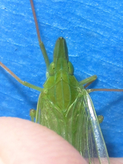 Rhynchomitra