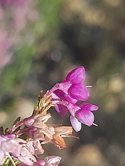 Erica melanthera