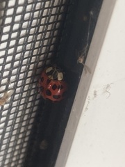 Harmonia axyridis