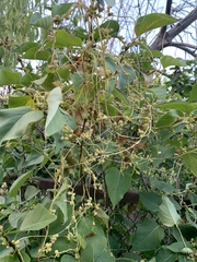 Cuscuta monogyna