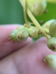 Cuscuta monogyna