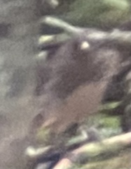 Junco hyemalis image