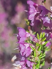 Erica melanthera