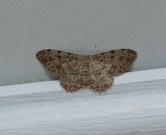 Scopula plantagenaria