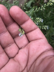 Lappula squarrosa heteracantha