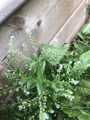 Lappula squarrosa heteracantha