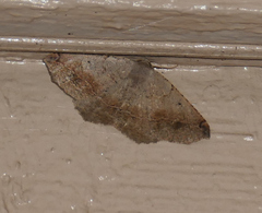 Prochoerodes forficaria