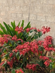 Combretum mussaendiflorum