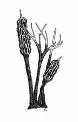 Xylaria apiculata