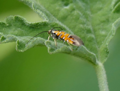Neoheliodines arizonense