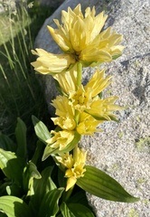 Gentiana burseri burseri