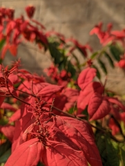 Combretum mussaendiflorum