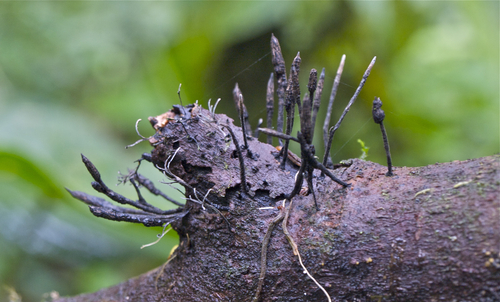 Xylaria apiculata