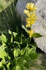 Gentiana burseri burseri