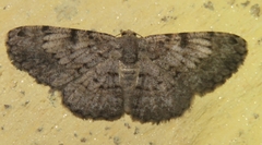Ectropidia shoreae