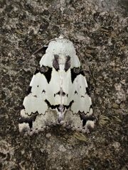 Halochroa aequatoria