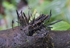 Xylaria apiculata