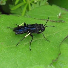 Tenthredo bifasciata