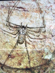 Hypochilus sheari