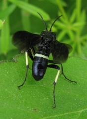 Tenthredo bifasciata