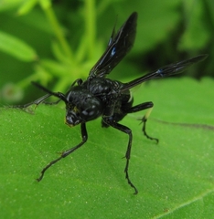 Tenthredo bifasciata