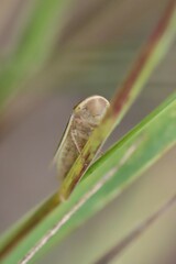 Athysanus argentarius