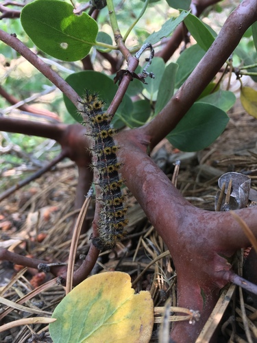 iNaturalist observation photo of Hemileuca eglanterina