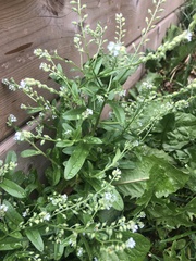 Lappula squarrosa heteracantha